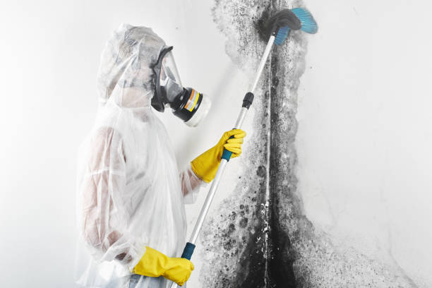 Best Attic Mold Removal  in Samson, AL
