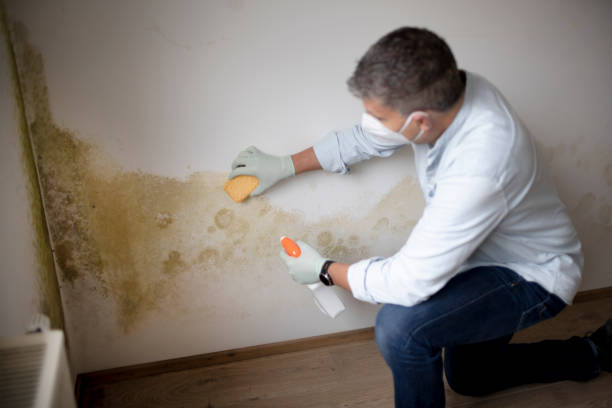 Best Mold Damage Restoration  in Samson, AL